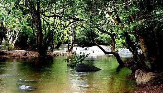 Anizham Jungle Star Hotel Thirunelly Exterior foto
